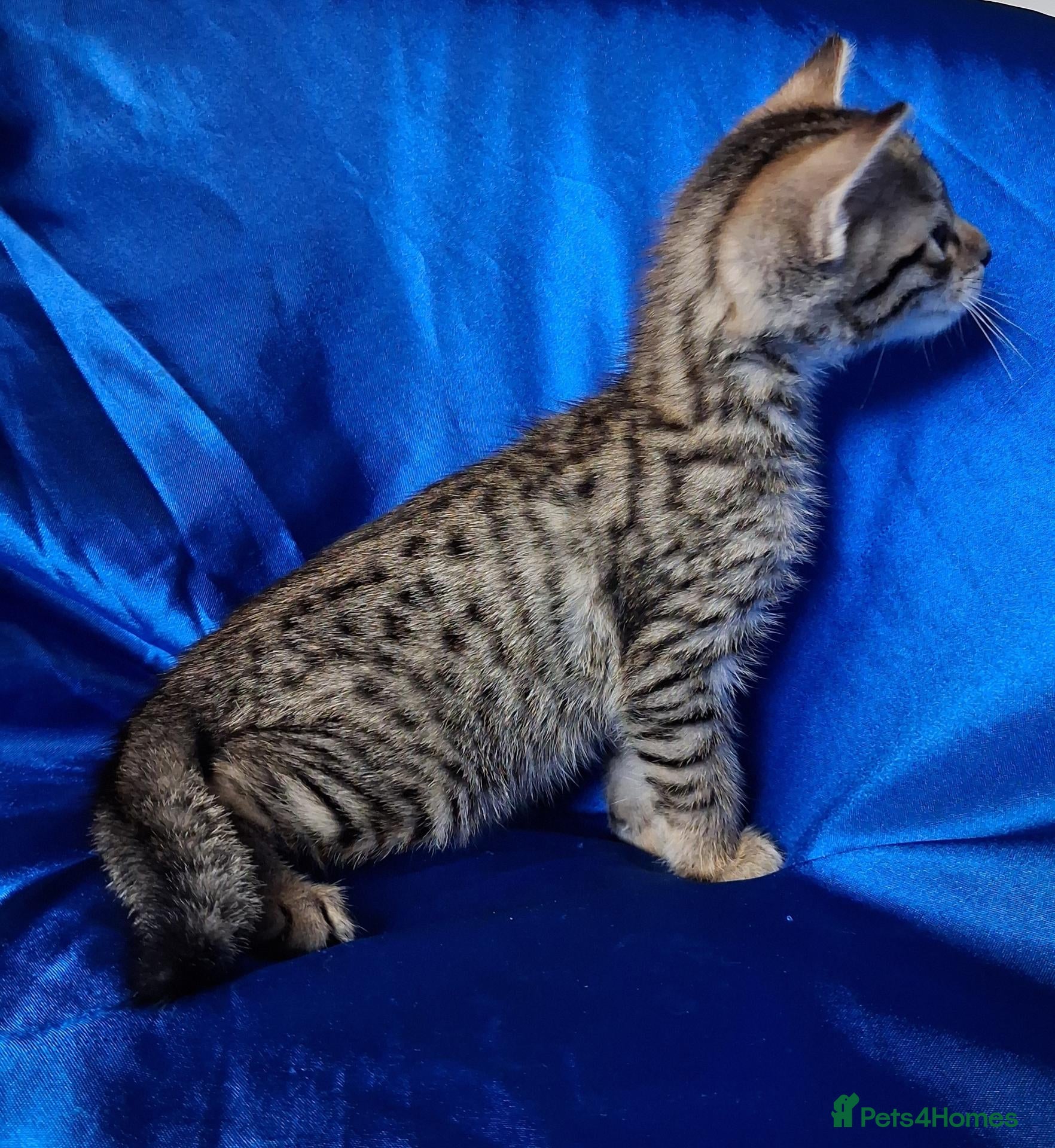 Savannah cats Super spotty Savannah kittens - Advert 6