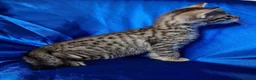 Savannah cats for sale: Super spotty Savannah kittens - Advert 1