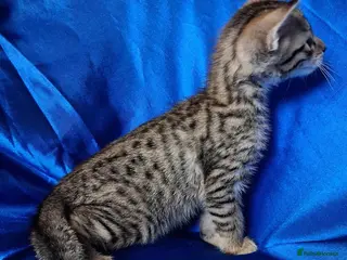 Savannah cats Super spotty Savannah kittens - Advert 18