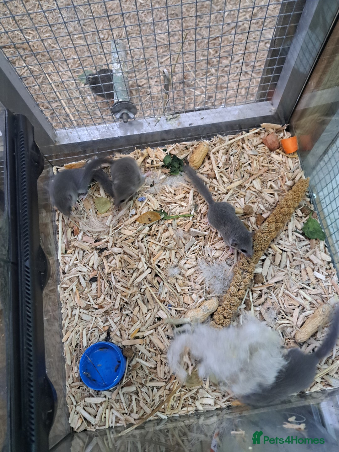 Mixed Breed rodents for sale: Micro squirrels  - Advert 8