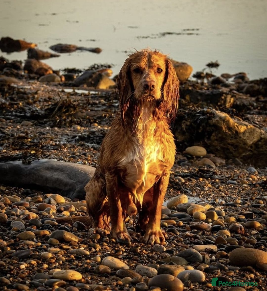 Sprocker dogs for sale: Sprockers For Sale  - Image 11