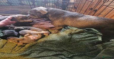 Staffordshire Bull Terrier dogs - Advert 8