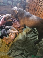 Staffordshire Bull Terrier dogs - Advert 8