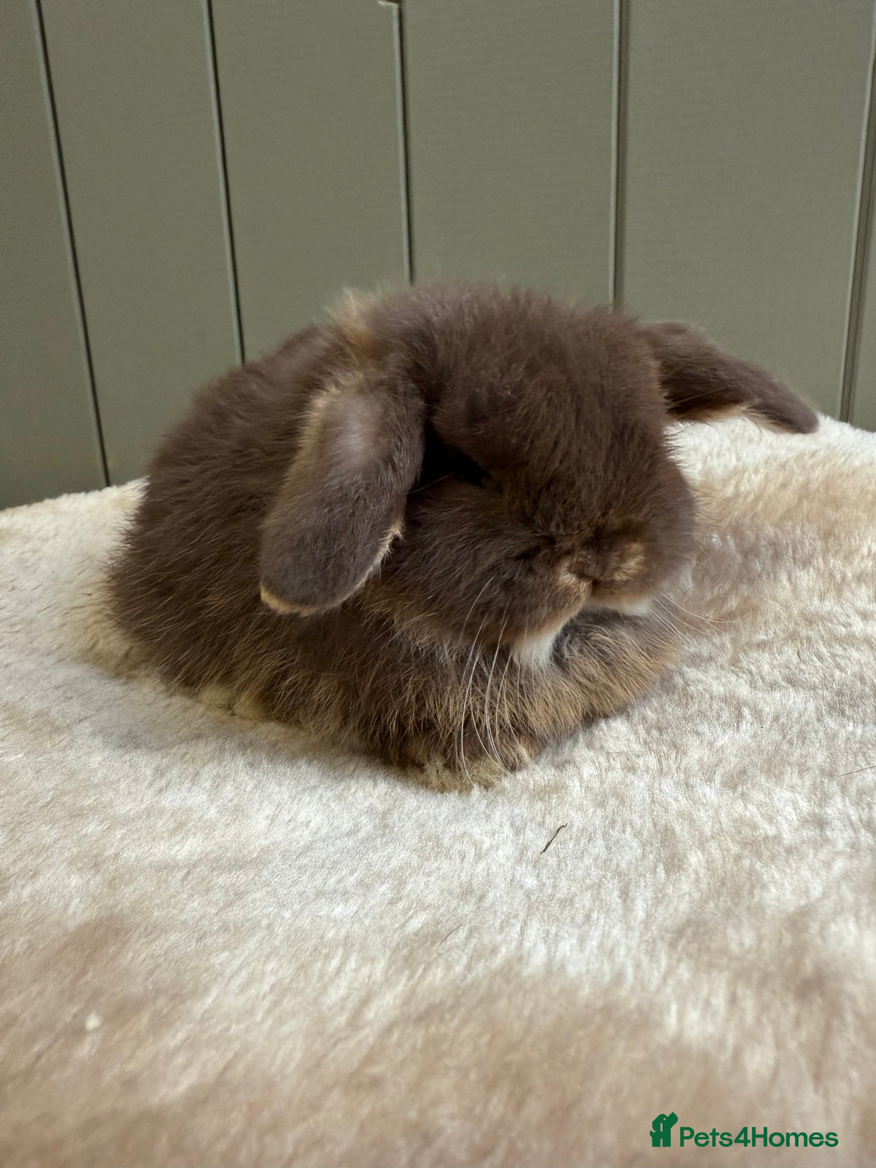 Mini Lop rabbits 🖤🩶🤎 Gorgeous Pure Bred Mini Lops 🖤🩶🤎 - Advert 2