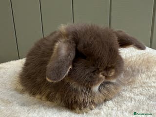Mini Lop rabbits 🖤🩶🤎 Gorgeous Pure Bred Mini Lops 🖤🩶🤎 - Advert 2
