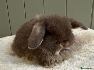 Mini Lop rabbits 🖤🩶🤎 Gorgeous Pure Bred Mini Lops 🖤🩶🤎 - Advert 5
