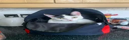 American Shorthair cats for sale: Juno- 1.5 year old male in Consett - Advert 14