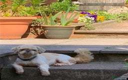 Shih Tzu dogs for stud: Handsome experienced KC registered stud dog in Cullompton - Image 4