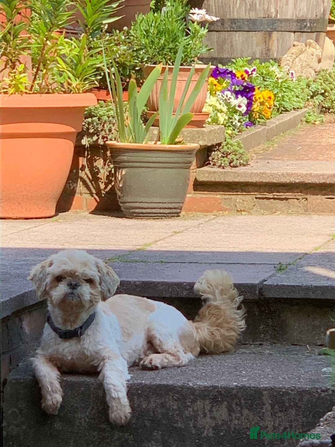 Shih Tzu dogs for stud: Handsome experienced KC registered stud dog in Cullompton - Image 4