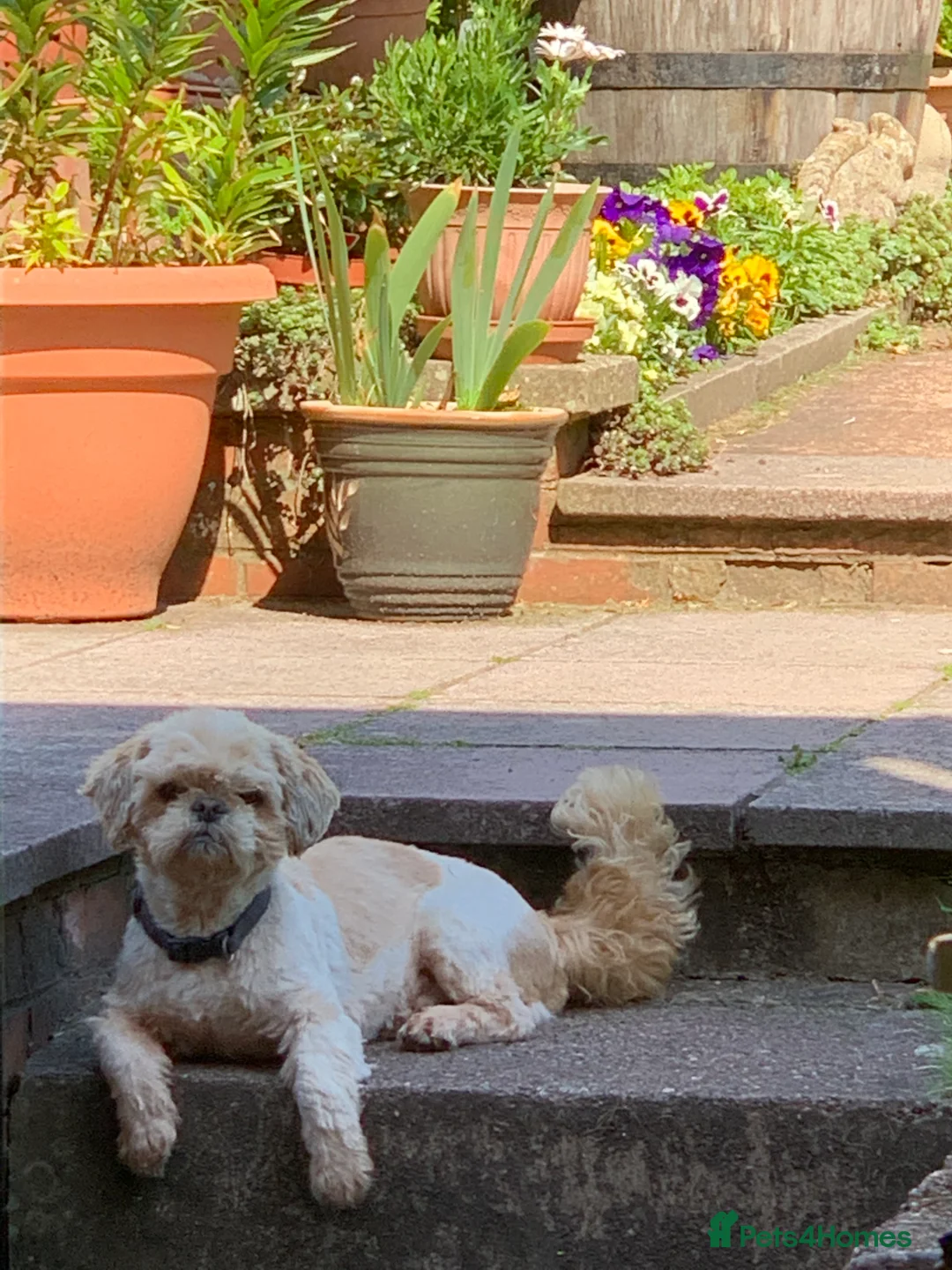 Shih Tzu dogs for stud: Handsome experienced KC registered stud dog in Cullompton - Advert 4