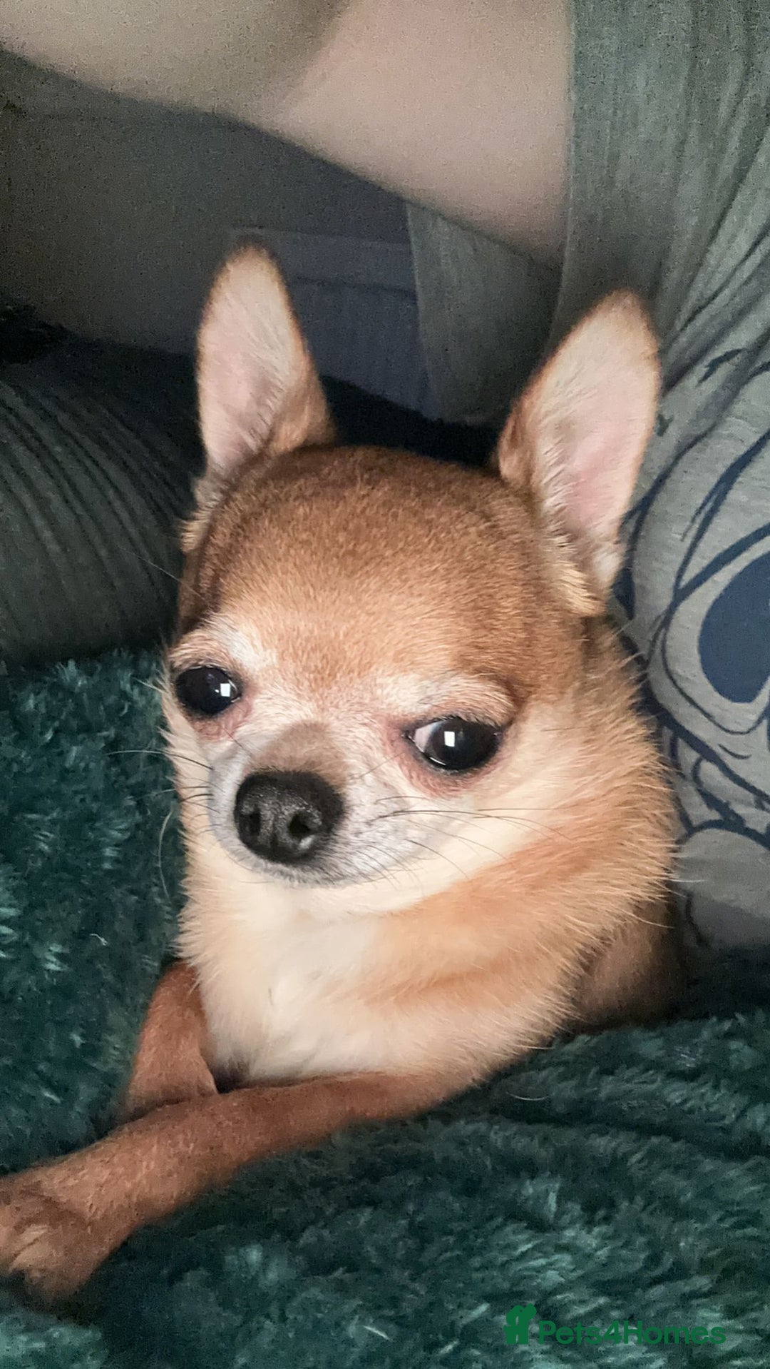 Chihuahua dogs for sale: Miniature chihuahua  - Image 3