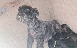 Miniature Schnauzer dogs for sale: 5 female miniature schnauzers - Image 3