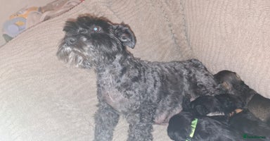 Miniature Schnauzer dogs - Advert 1