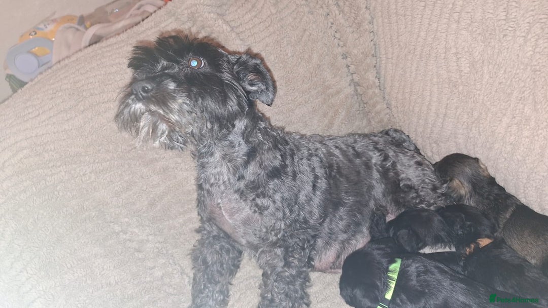 Miniature Schnauzer dogs for sale: 5 female miniature schnauzers - Image 3