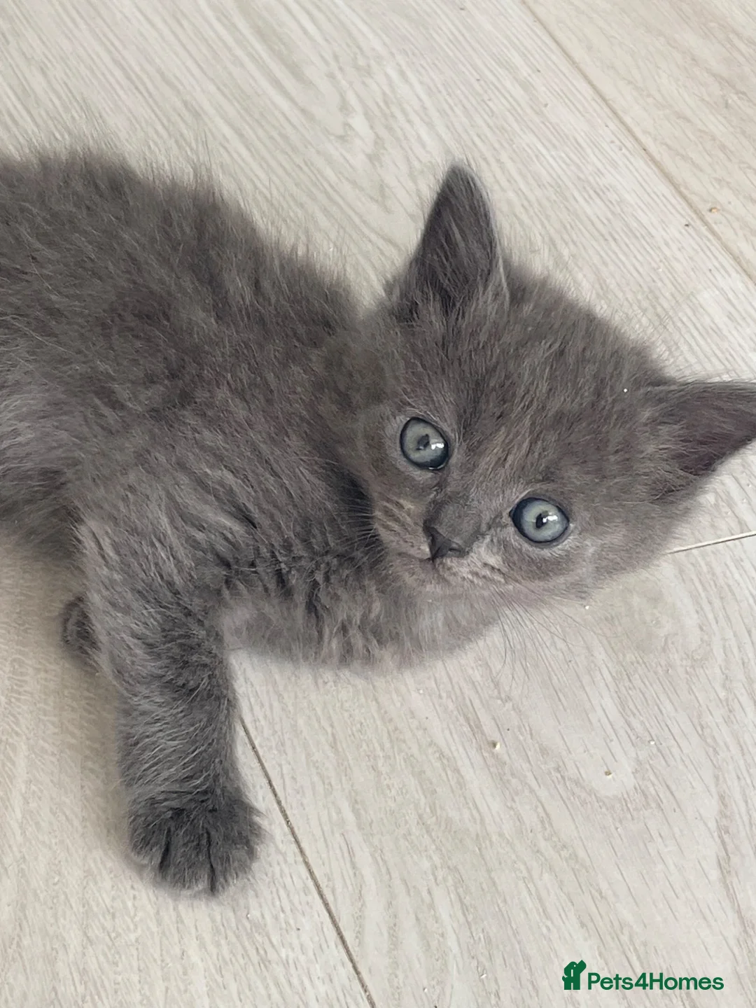 Mixed Breed cats for sale: Grey kittens  - Advert 2
