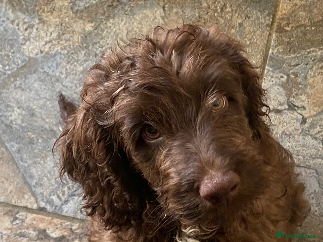 Cockapoo dogs for sale: Gorgeous F2 Cockapoos - Image 12