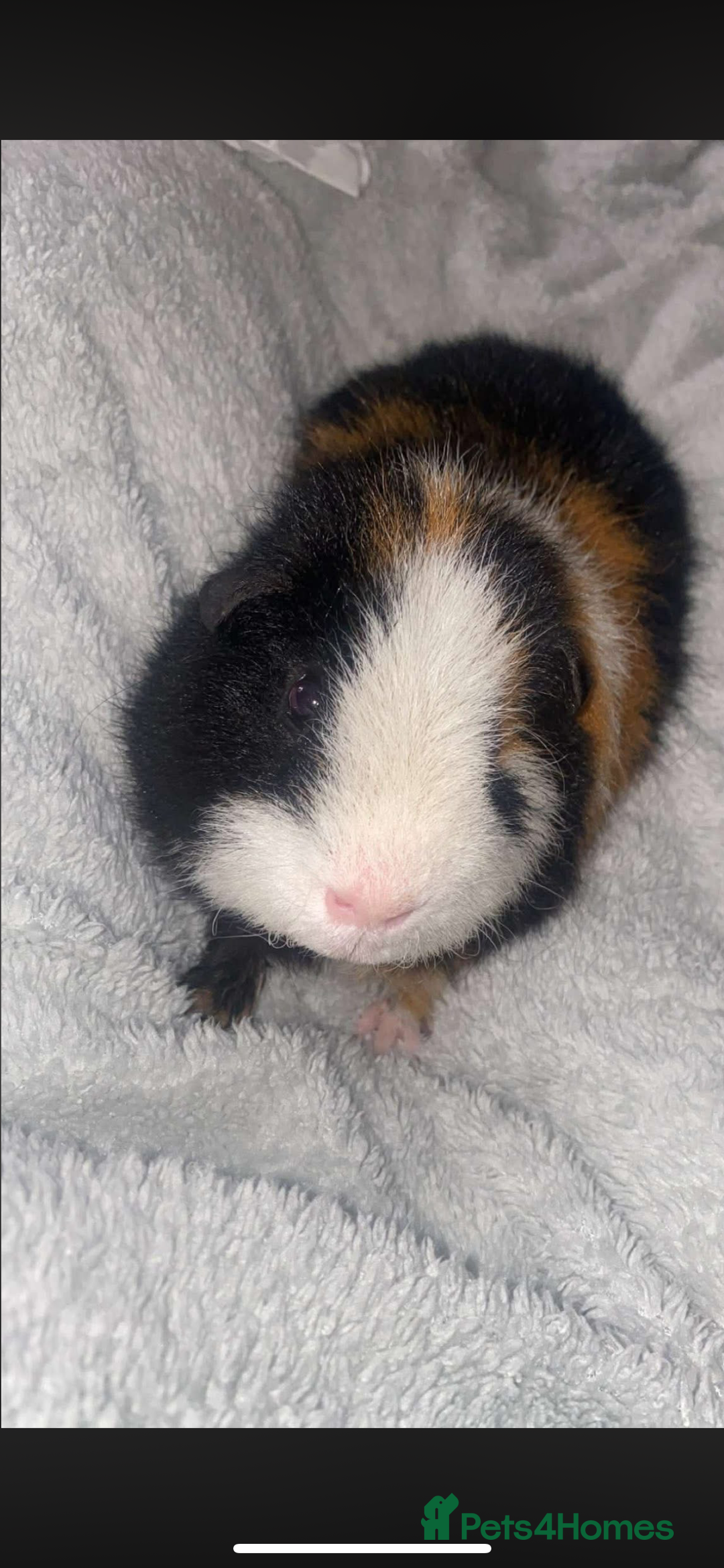 Guinea Pig rodents for sale: 2 male guinea pigs (brothers)  - Advert 8