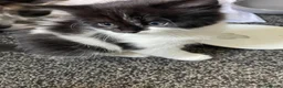 Mixed Breed cats for sale: Kittens  in Brighton - Advert 6