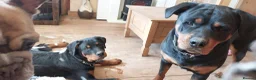Rottweiler dogs for sale: IVOR KC REG ROTTWEILER PUP - Advert 33