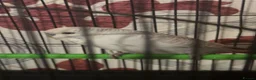 Budgerigars birds for sale: Baby grey budgie - Advert 2