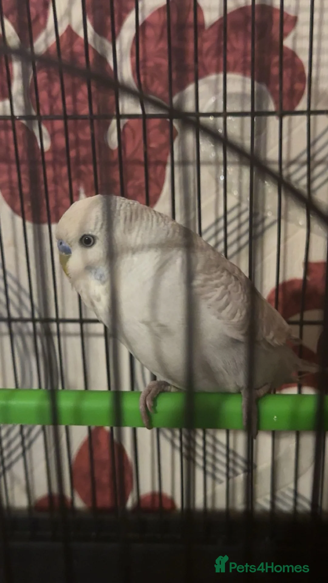 Budgerigars birds for sale: Baby grey budgie - Advert 2