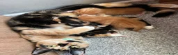 Mixed Breed cats for sale: 3 beautiful kittens  - Advert 2