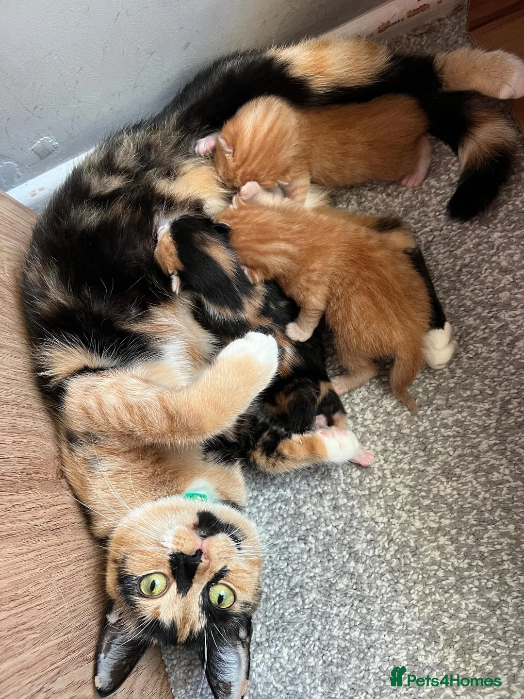 Mixed Breed cats for sale: 3 beautiful kittens  - Advert 2