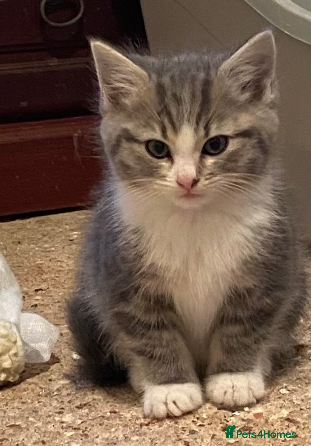 Mixed Breed cats for sale: Stunning part Siamese kittens ready now - Advert 18