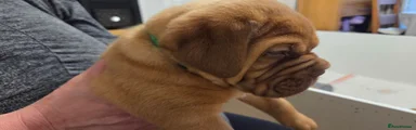 Dogue De Bordeaux Puppy 5 - Green