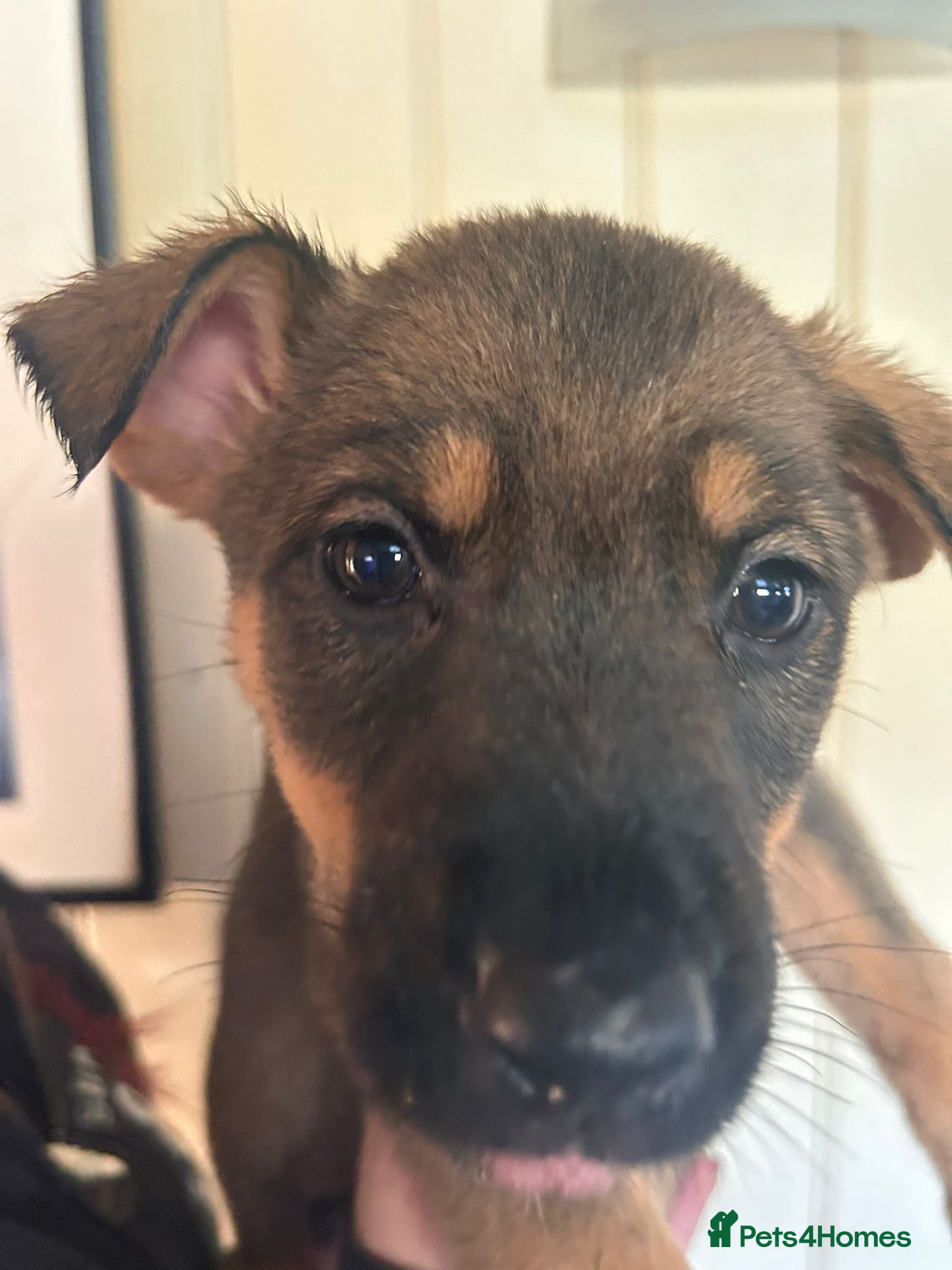 Mixed Breed dogs Rottweiler X German Shepherd Puppies  - Advert 4