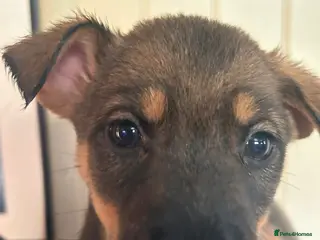 Mixed Breed dogs Rottweiler X German Shepherd Puppies - Advert 4