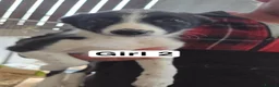Border Collie dogs for sale: Collie Pups in Moffat - Advert 4