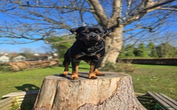 Rottweiler dogs for stud: ROTTWEILER FOR STUD - Image 6