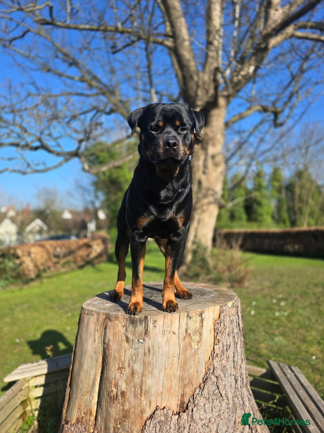 Rottweiler dogs for stud: ROTTWEILER FOR STUD - Image 6