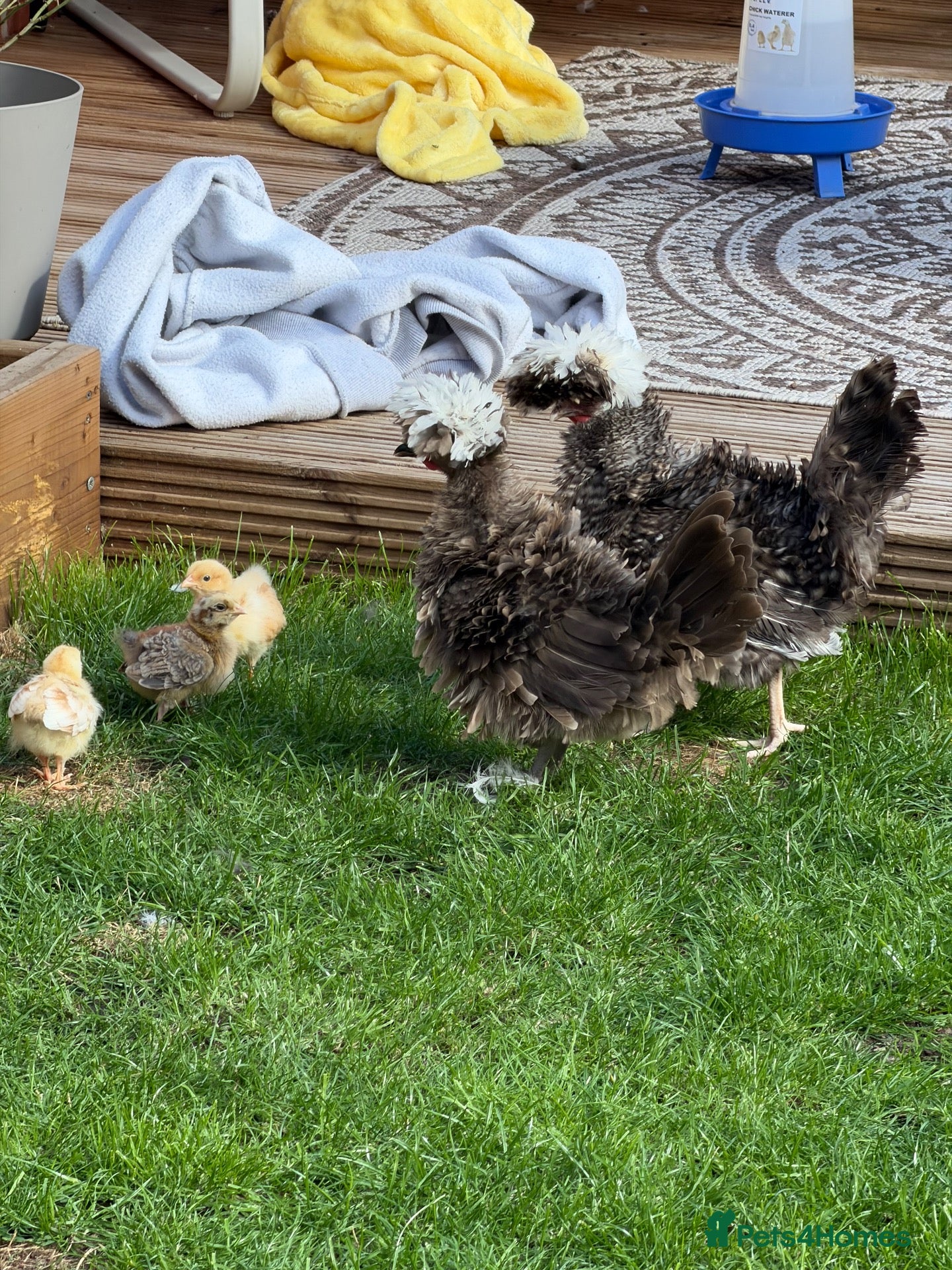 Chickens poultry *RARE*  CHOCOLATE FRIZZLE POLISH HENS ( pol)  - Advert 2