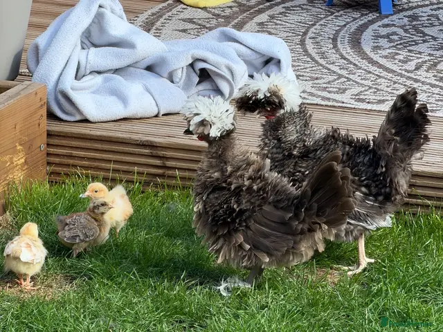 Chickens poultry for sale: *RARE* CHOCOLATE FRIZZLE POLISH HENS ( pol) - Advert 2