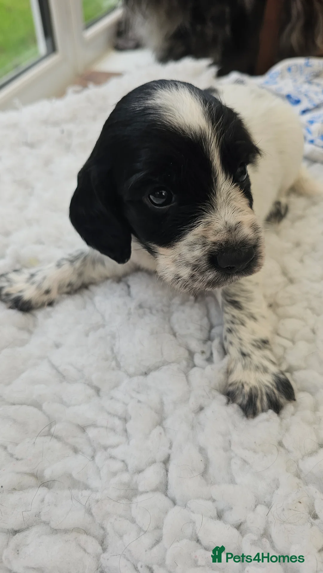 Cocker Spaniel dogs for sale: Beautiful Blue roan cocker spaniels for sale - Advert 2