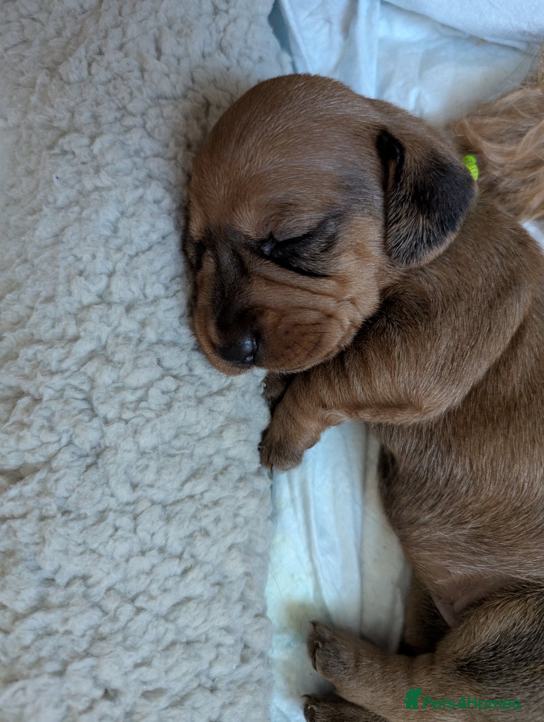 Dachshund dogs for sale: Standard Wirehaired Dachshund Puppies - Image 16