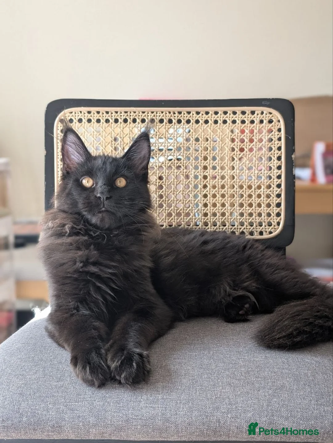 Maine Coon cats for sale: Maine coons 4 girls 3 boys  in Oswestry - Advert 2
