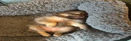 Pomeranian dogs for sale: 6 Gorgeous Pomeranian Puppies Available - 4 left - Advert 8