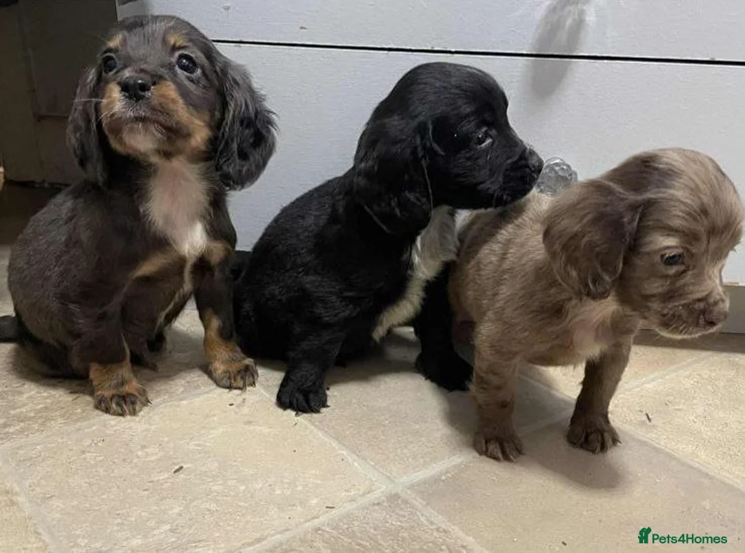 Cocker Spaniel dogs for sale: Beautiful Cockers - Advert 2