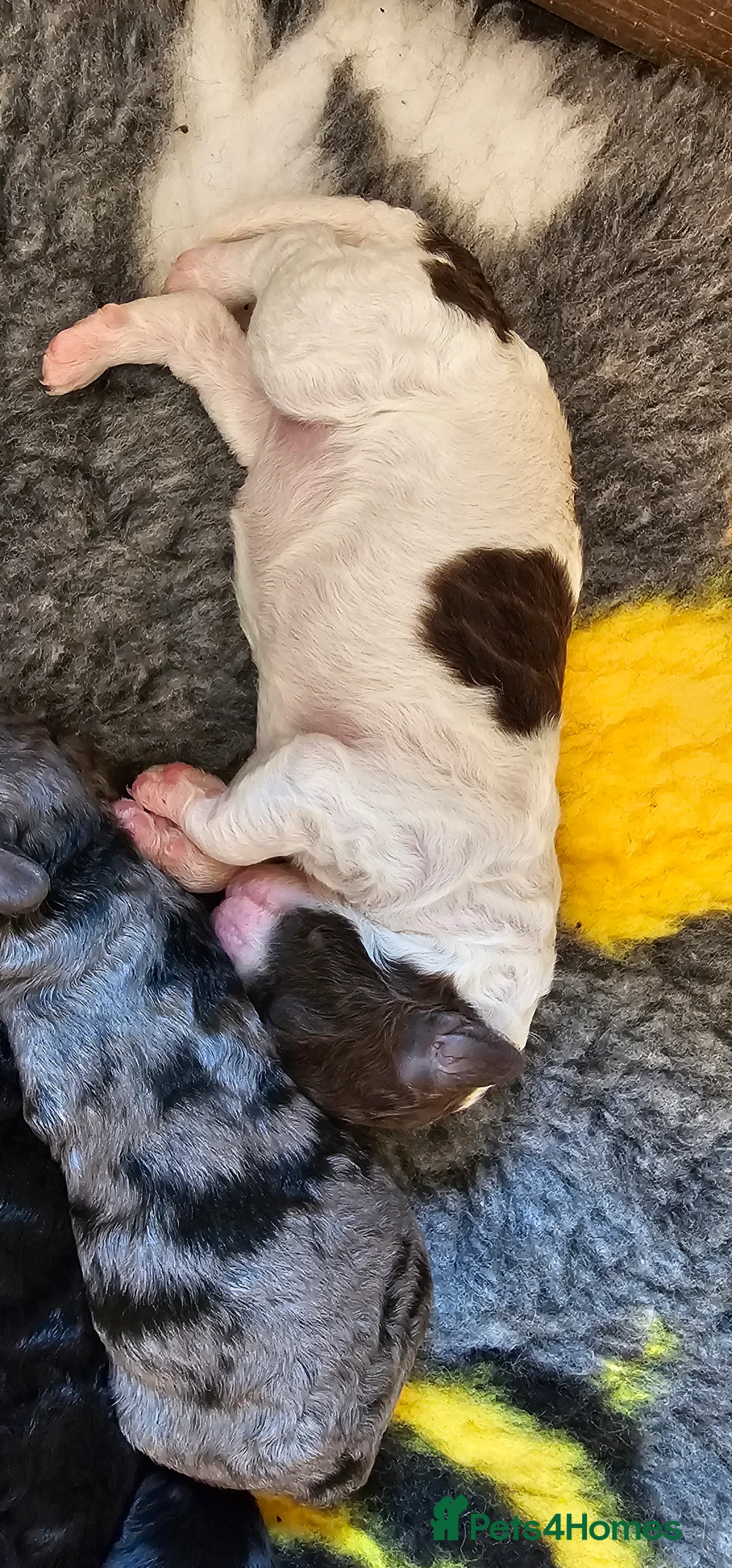 Cockapoo dogs for sale: F1b Cockapoos Including Rare Merle Roans in Hull - Advert 2