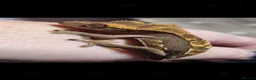 Gecko reptiles for sale: Crested geckos  - Advert 8
