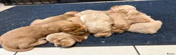 Cocker Spaniel dogs for sale: Gorgeous Golden Working Cocker Spaniels - Advert 3
