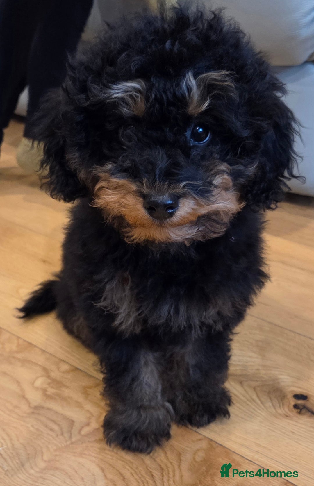 Toy Poodle dogs for sale: KC reg male phantom toy poodle - Advert 5