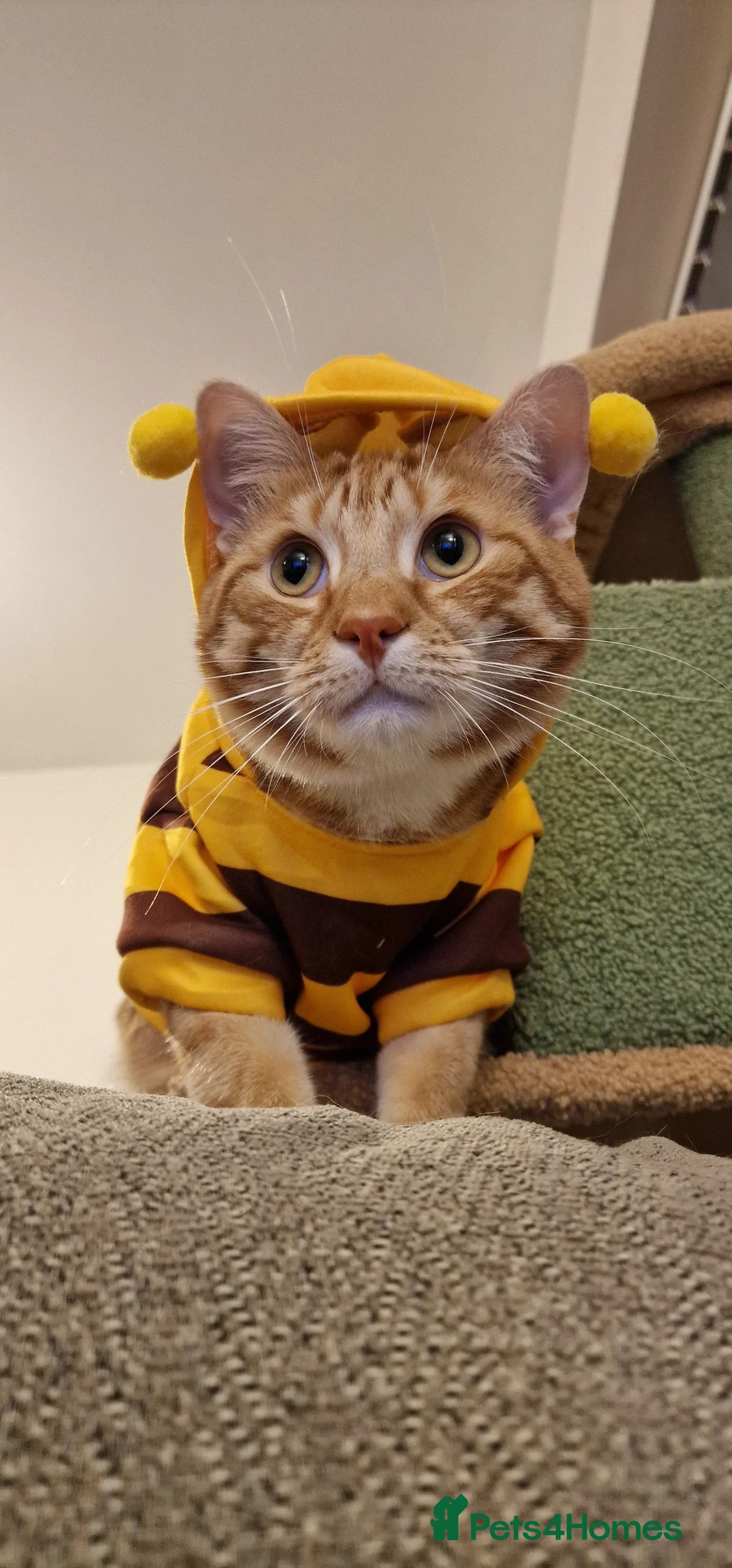 Mixed Breed cats for sale: Tango the loving male cat - Advert 1