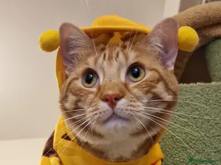 Mixed Breed cats Tango the loving male cat - Advert 3