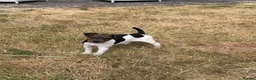 Jack Russell dogs for sale: Jack Russel bitch pup  in Ross-on-Wye - Advert 6