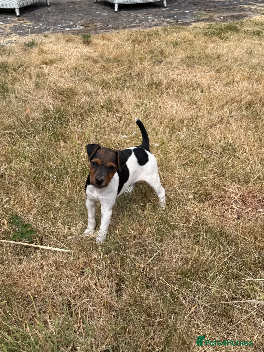 Jack Russell dogs for sale: Jack Russel bitch pup  in Ross-on-Wye - Advert 6