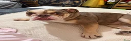 English Bulldog dogs for sale: Female English bulldog  for sale - Advert 4